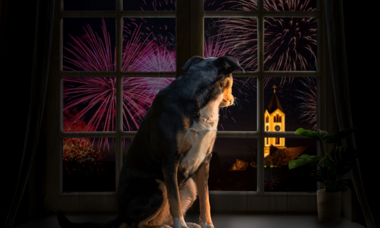 Il Capodanno per il cane e la fonofobia